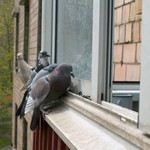 Голуби за окном