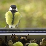 Синица села на окно