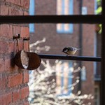 Птица за офисным окном