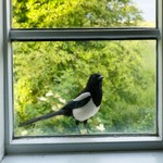 Сорока заглядывает в окно