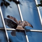 Стучащая птица расправила крылья