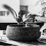 Птицы в миске