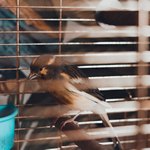 Птица и жалюзи