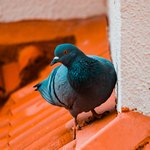 Голубь возле стены дома