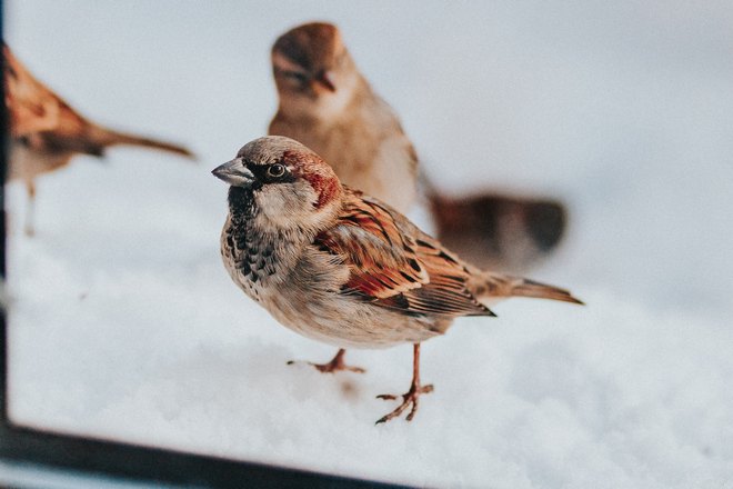Залетел воробей
