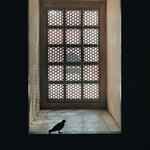 Птичка возле окошка