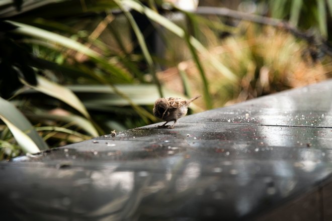 Маленький воробушек