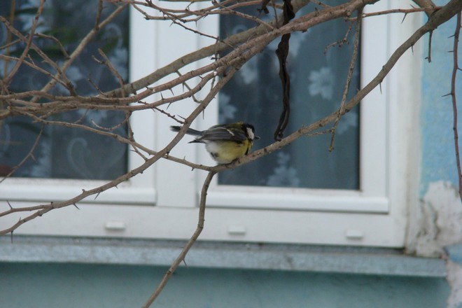 Синица возле окна