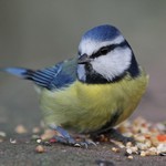 Синица и корм