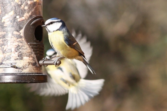 Синичка на кормушке