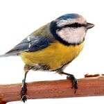 Приснилась синица