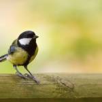 Синица на деревянной поверхности