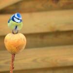 Желто-голубая синица