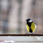 Синичка заглядывает через окно в дом