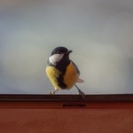 Синица на красно-коричневом окне