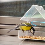 Синичка на кормушке