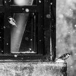 2 синицы у окна