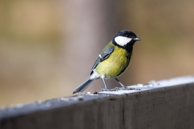 Синицу видно из окна