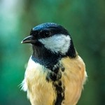 Синица очень крупным планом