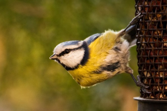 Синица собирается улетать