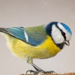 Красивая синичка