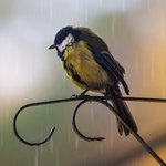 Синица под дождем