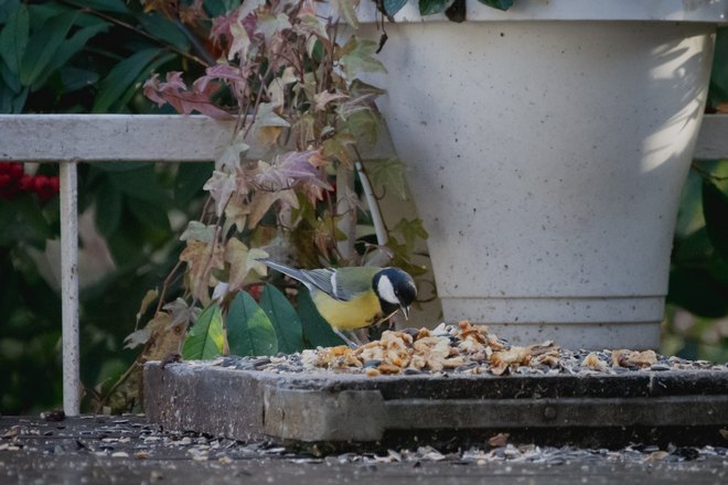 Синичка клюет зерна