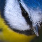 Синица крупным планом