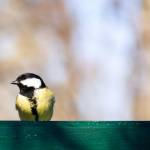 Синица сидит на зеленой поверхности