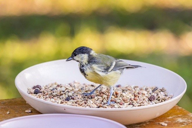 Синица в тарелке с кормом