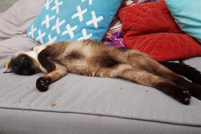 Сиамский кот