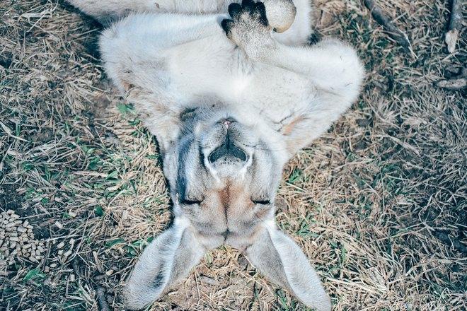 Кенгуру спит