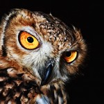 Сова в доме