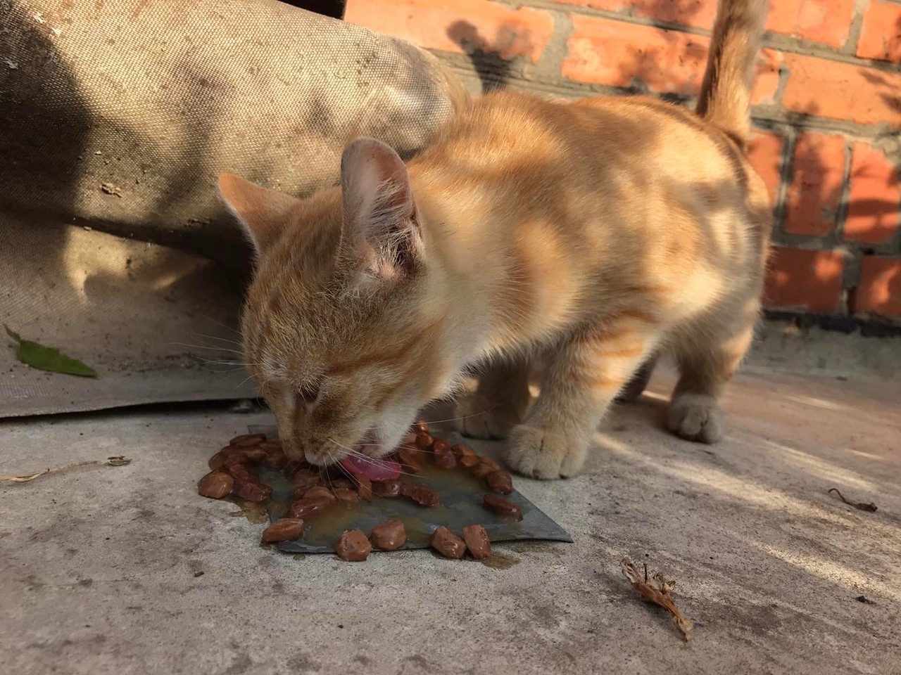 Кот кушает корм