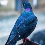 Синеватый голубь