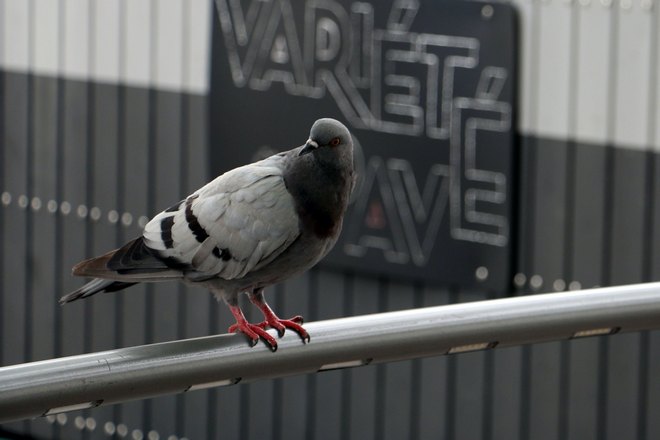 Голубь прилетел вечером