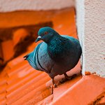 Голубь на крыше кирпичного цвета