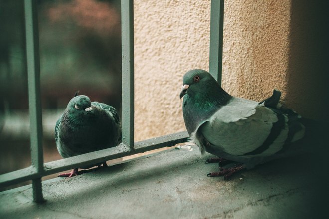 Голуби возле решетки