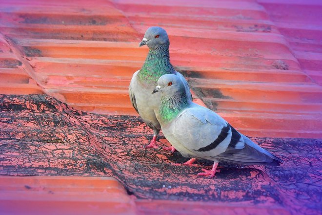 2 сизых голубя