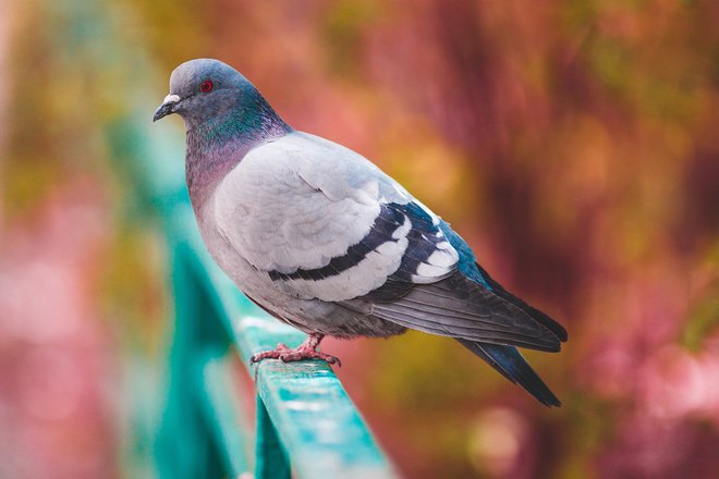 Голубь на ограждении
