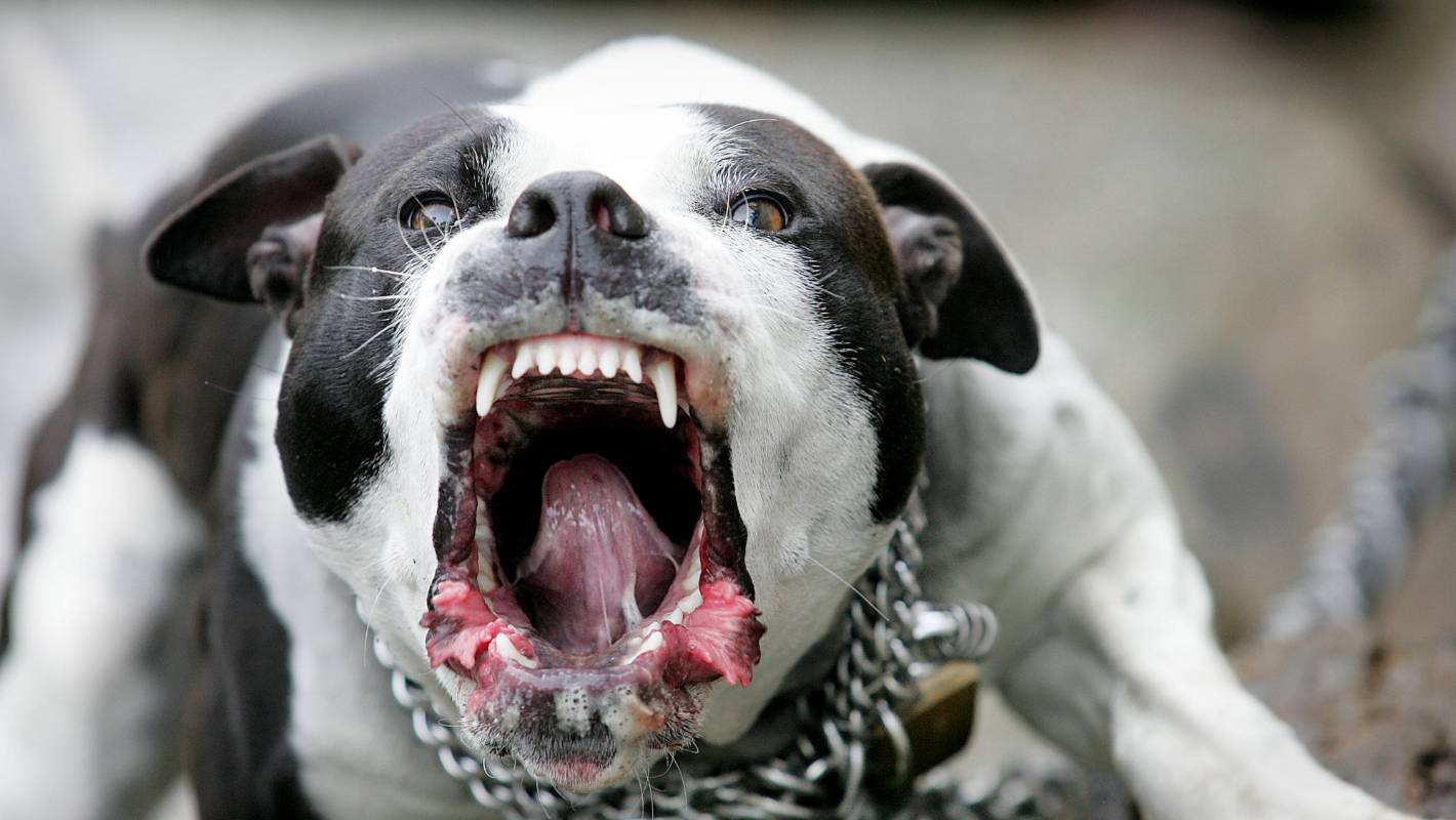 агрессивная собака