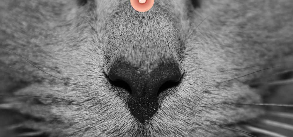 прыщ на переносице 3