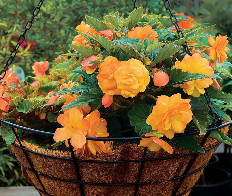 ампельная бегония в кашпо