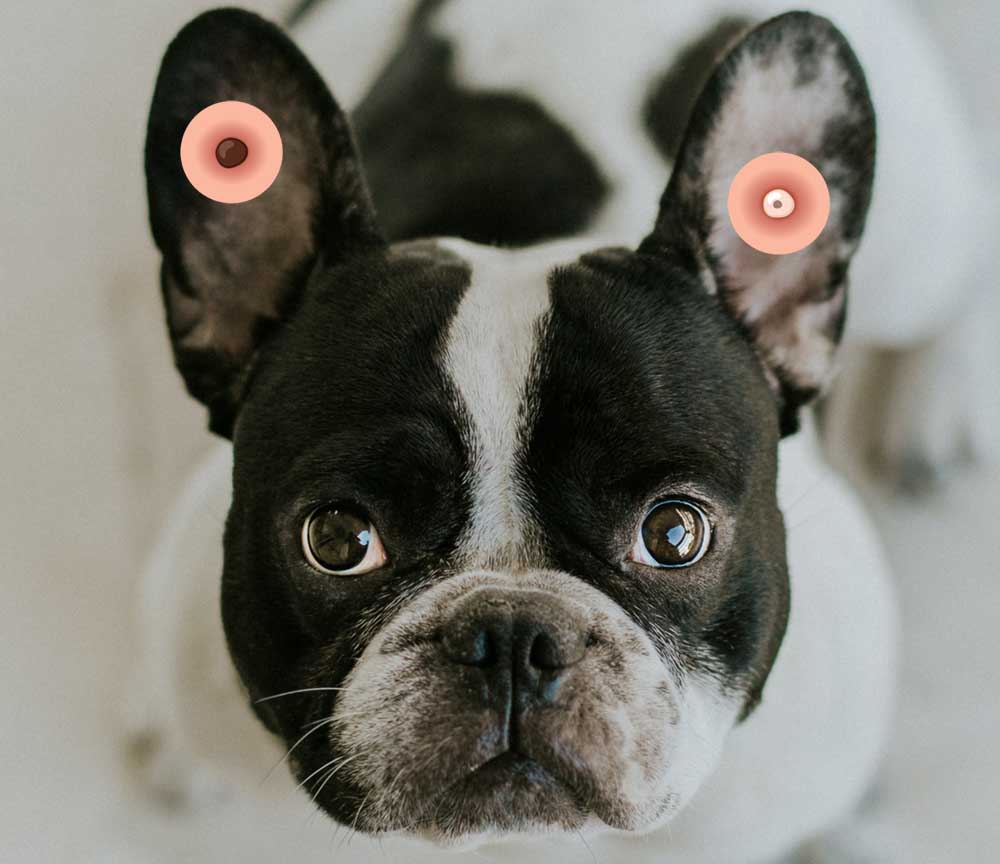 прыщ в ухе 7