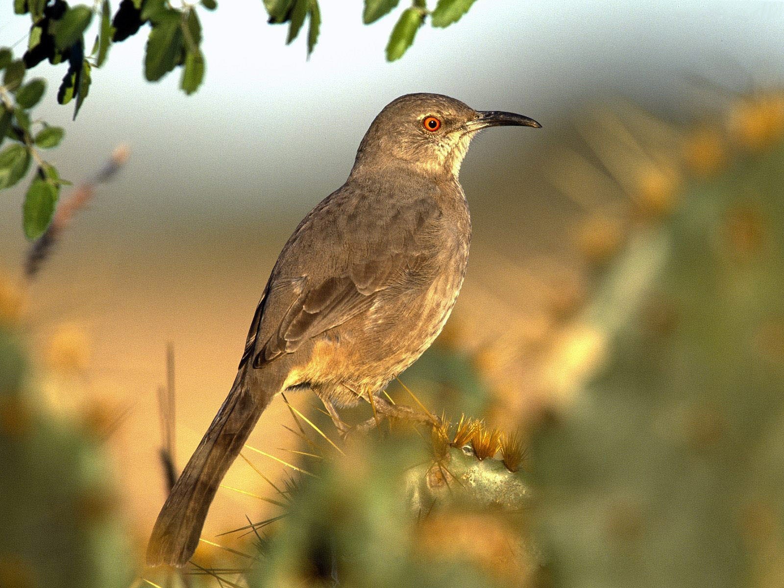Птица на ветке