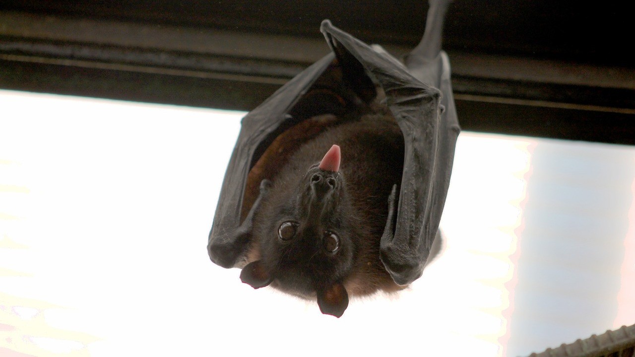 Летучая мышь висит