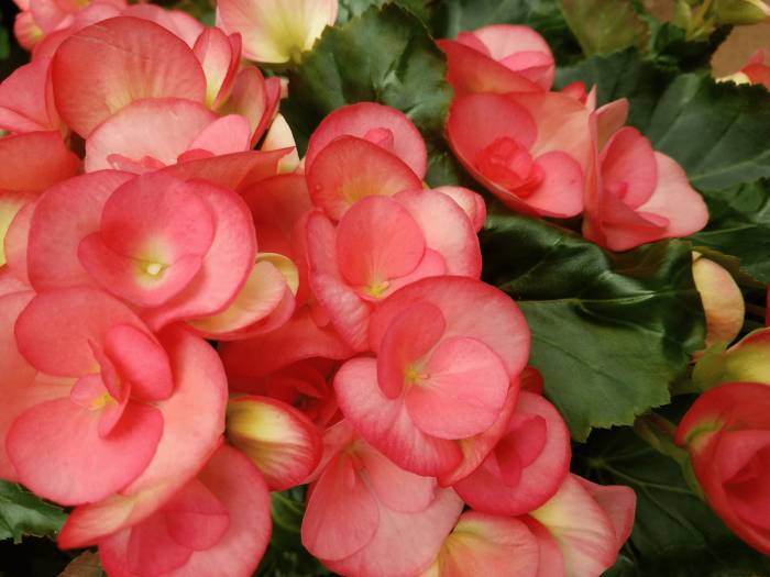 бегония цветет