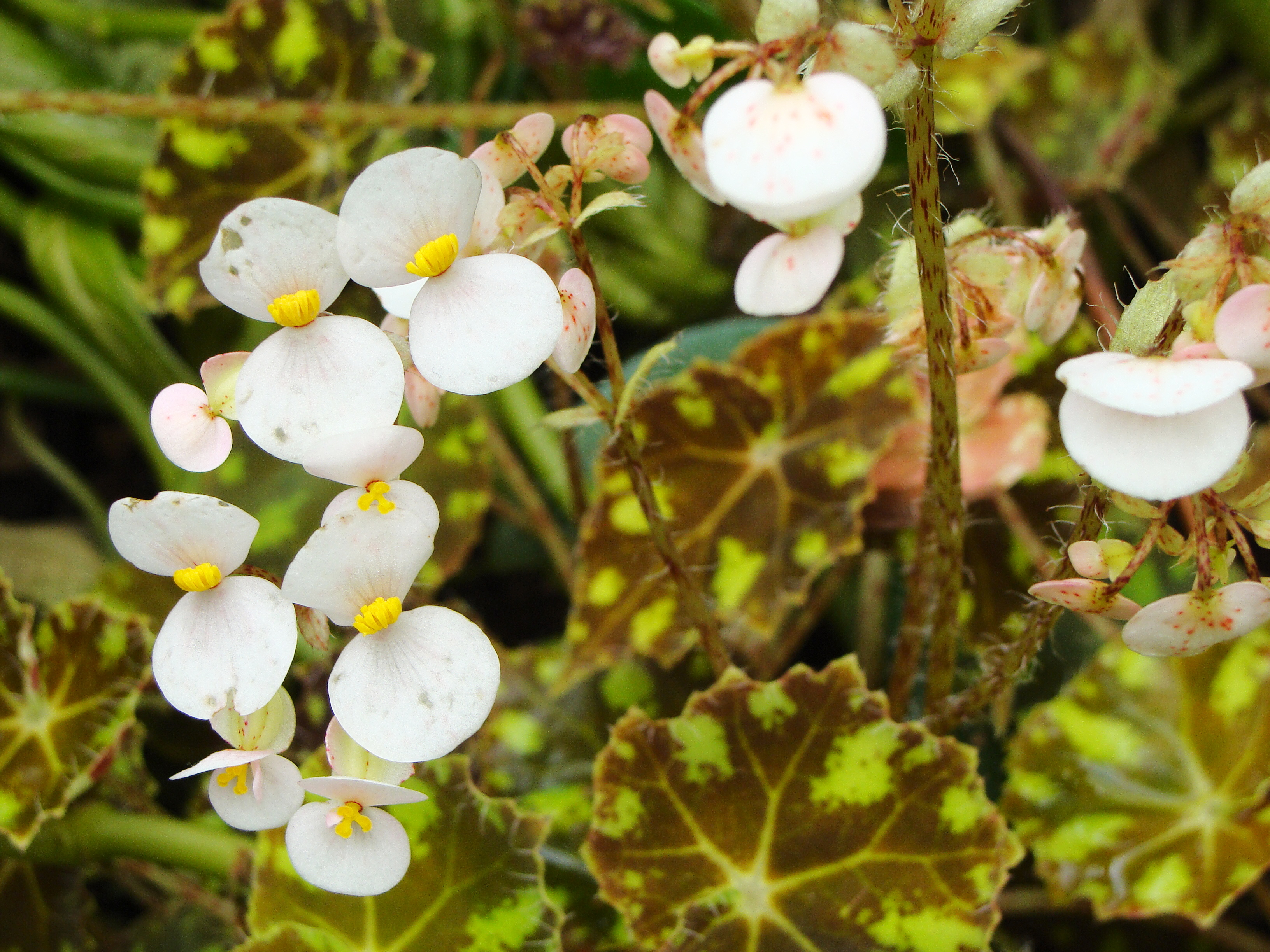 белая бегония