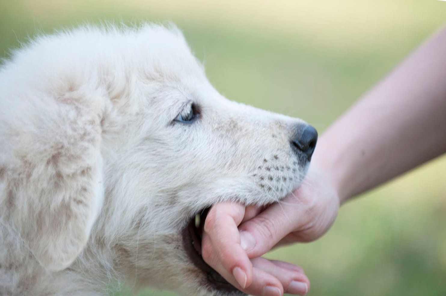 белая пушистая собака