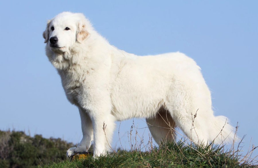 белая собака